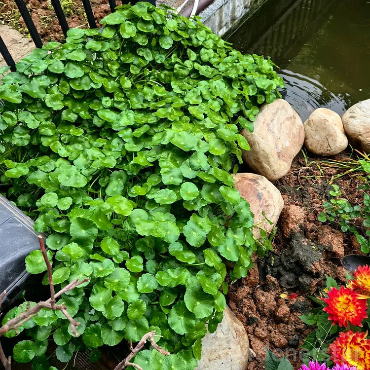 🍀Hydrocotyle Vulgaris Seeds-Copper Coin Grass