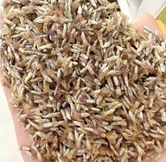 🌱Premium Cornflower Seeds – The "Unstoppable" Wildflower That Grows Anywhere