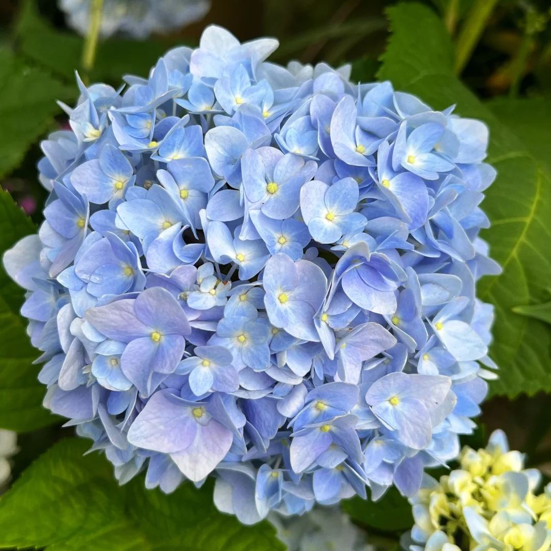 🌈Mix Hydrangea - Beautiful and Hardy Perennial Flowers for Your Garden