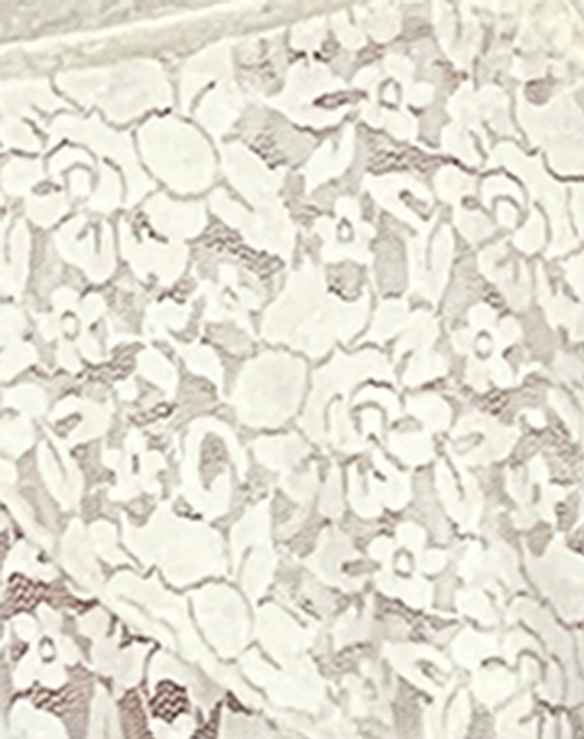 Cojira Lace Butterfly Top in Ivory-Nico Sky