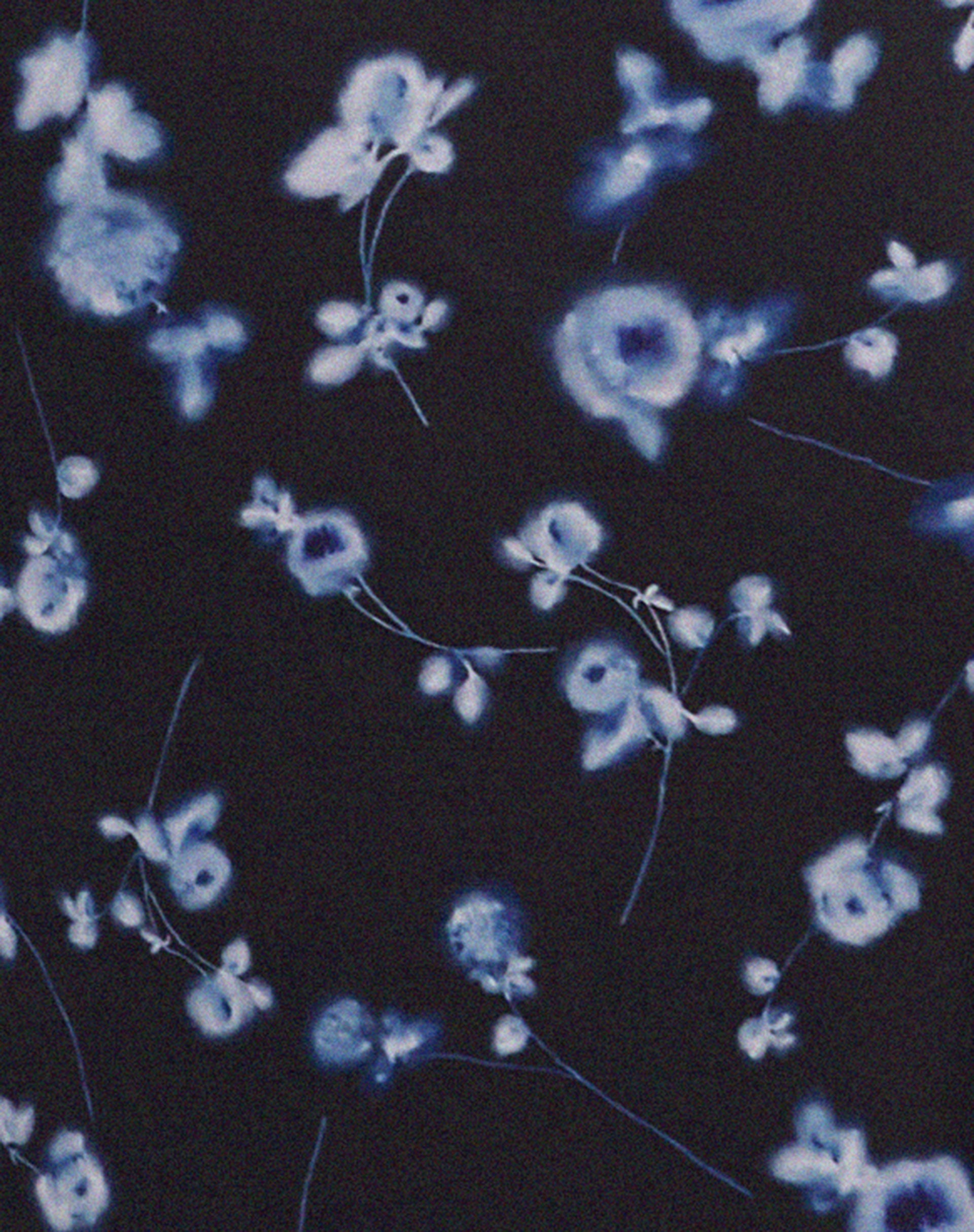 Coya Maxi Dress in Mesh Navy Diffused Floral-Nico Sky