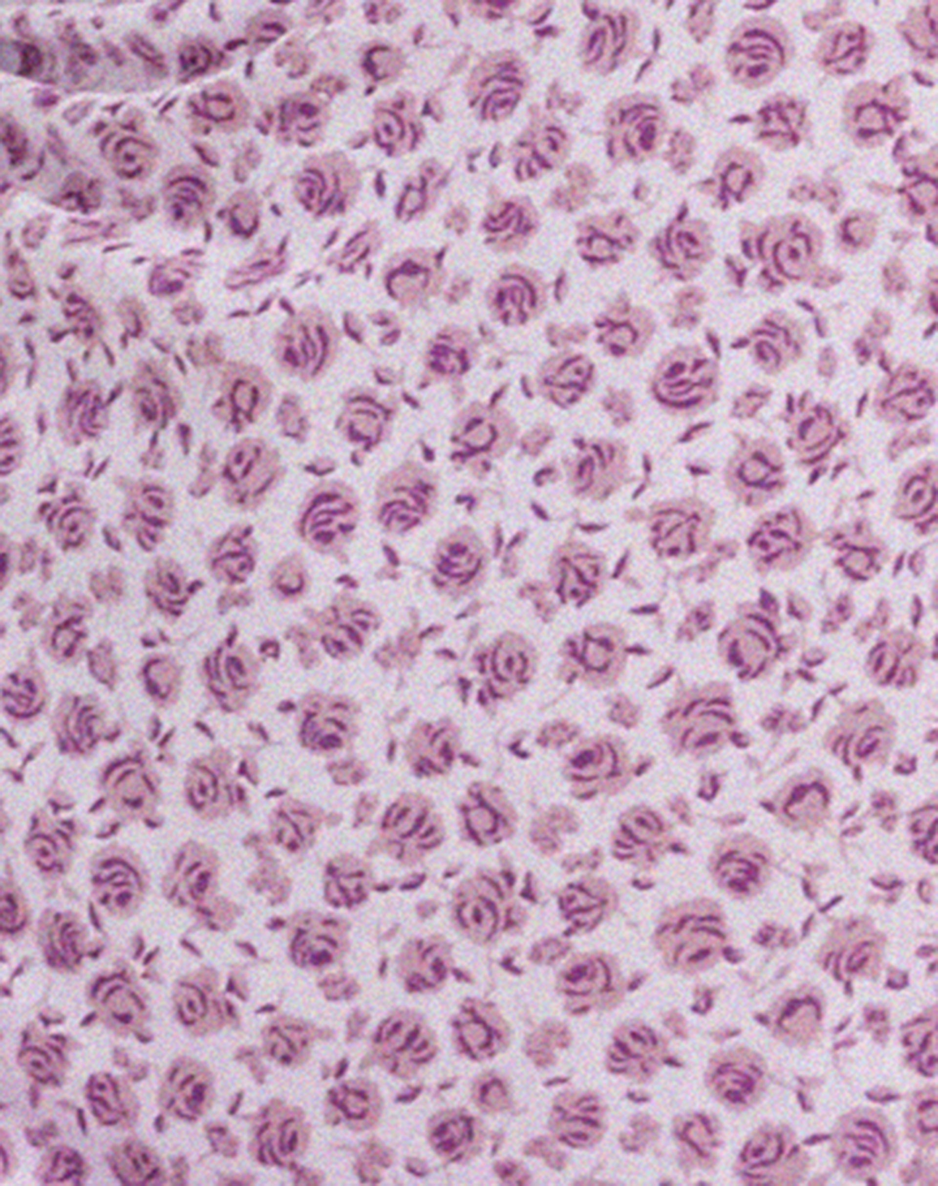 Lona Midi Dress in Ditsy Rose Lilac-Nico Sky