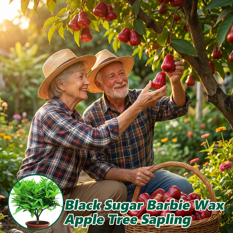 USDA-Certified Black Diamond Wax Apple Seedlings🌱 | 0 Fat, Low Calorie, Must-Have High-Yield Fruit Tree for Your Garden🏡 | 98% Germination Rate, 30-Day Survival Guarantee✅