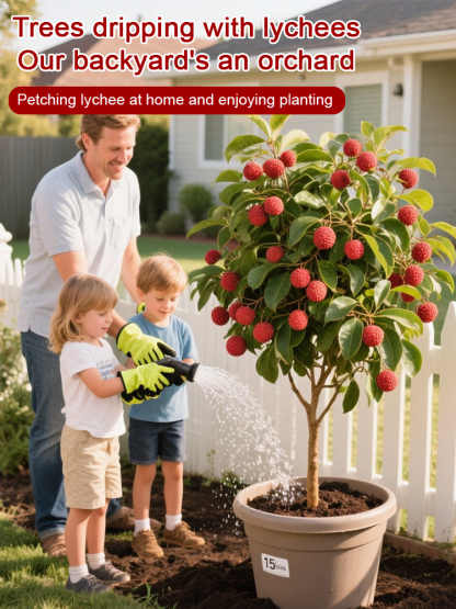 Cornell University-developed "Emperor Lychee" saplings with a 99.9% survival rate.Turn your backyard into a tropical orchard in seconds 🌳