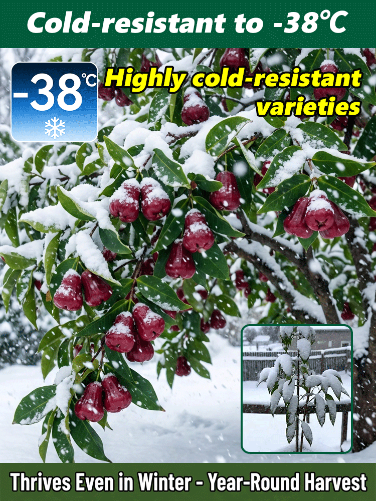 USDA-Certified Black Diamond Wax Apple Seedlings🌱 | 0 Fat, Low Calorie, Must-Have High-Yield Fruit Tree for Your Garden🏡 | 98% Germination Rate, 30-Day Survival Guarantee✅