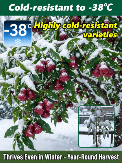 USDA-Certified Black Diamond Wax Apple Seedlings🌱 | 0 Fat, Low Calorie, Must-Have High-Yield Fruit Tree for Your Garden🏡 | 98% Germination Rate, 30-Day Survival Guarantee✅