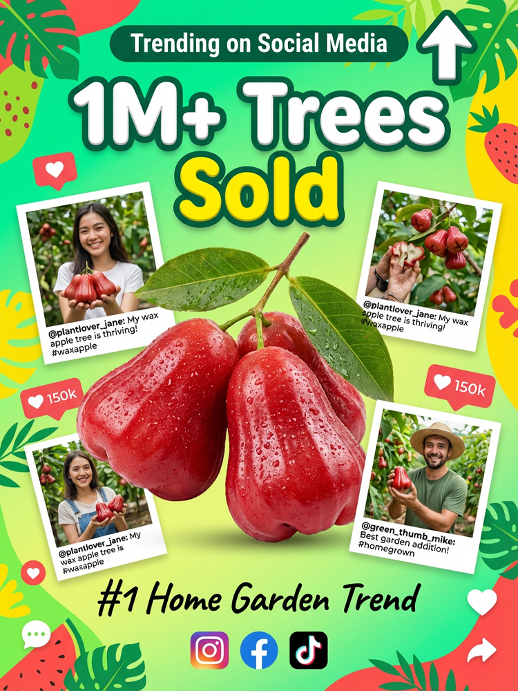 USDA-Certified Black Diamond Wax Apple Seedlings🌱 | 0 Fat, Low Calorie, Must-Have High-Yield Fruit Tree for Your Garden🏡 | 98% Germination Rate, 30-Day Survival Guarantee✅