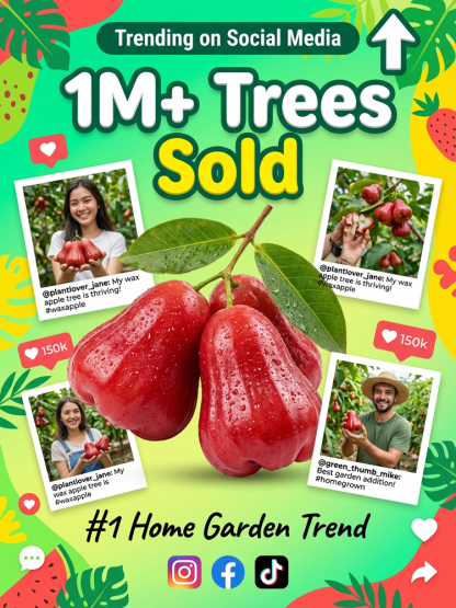 USDA-Certified Black Diamond Wax Apple Seedlings🌱 | 0 Fat, Low Calorie, Must-Have High-Yield Fruit Tree for Your Garden🏡 | 98% Germination Rate, 30-Day Survival Guarantee✅