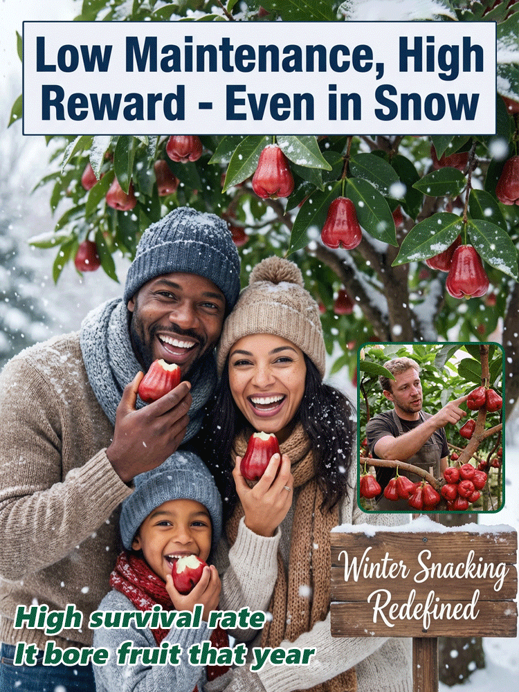 USDA-Certified Black Diamond Wax Apple Seedlings🌱 | 0 Fat, Low Calorie, Must-Have High-Yield Fruit Tree for Your Garden🏡 | 98% Germination Rate, 30-Day Survival Guarantee✅