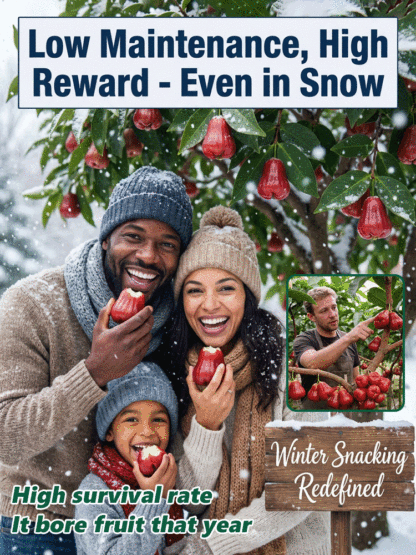 USDA-Certified Black Diamond Wax Apple Seedlings🌱 | 0 Fat, Low Calorie, Must-Have High-Yield Fruit Tree for Your Garden🏡 | 98% Germination Rate, 30-Day Survival Guarantee✅