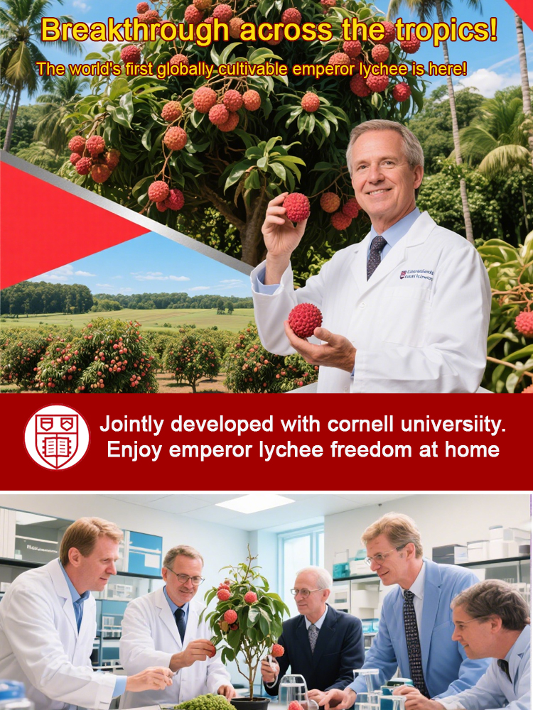 Cornell University-developed "Emperor Lychee" saplings with a 99.9% survival rate.Turn your backyard into a tropical orchard in seconds 🌳