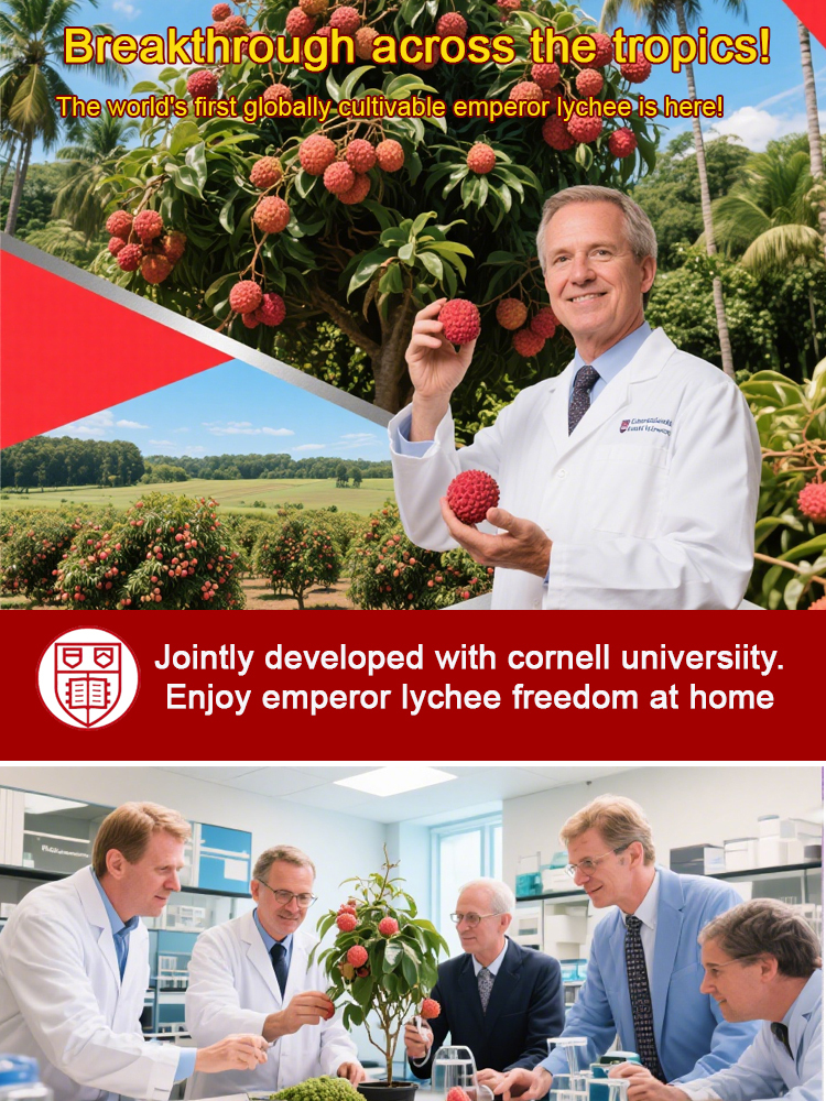 Cornell University-developed "Emperor Lychee" saplings with a 99.9% survival rate.Turn your backyard into a tropical orchard in seconds 🌳