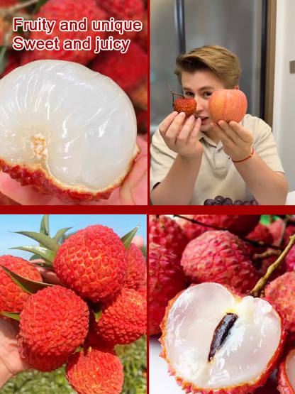 Cornell University-developed "Emperor Lychee" saplings with a 99.9% survival rate.Turn your backyard into a tropical orchard in seconds 🌳