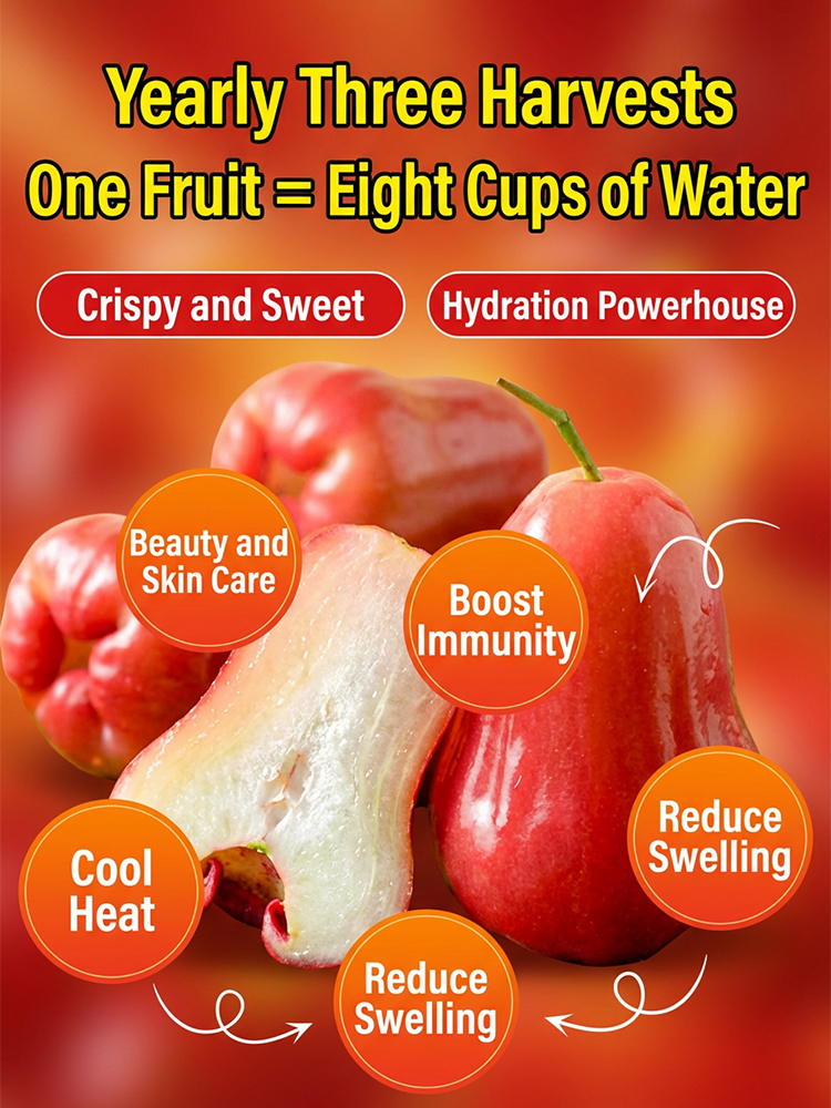 USDA-Certified Black Diamond Wax Apple Seedlings🌱 | 0 Fat, Low Calorie, Must-Have High-Yield Fruit Tree for Your Garden🏡 | 98% Germination Rate, 30-Day Survival Guarantee✅