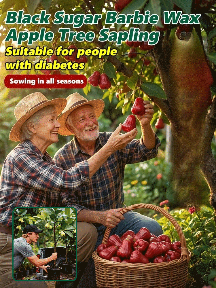 USDA-Certified Black Diamond Wax Apple Seedlings🌱 | 0 Fat, Low Calorie, Must-Have High-Yield Fruit Tree for Your Garden🏡 | 98% Germination Rate, 30-Day Survival Guarantee✅
