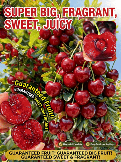 🍒 Enjoy Premium Bing Cherries at Home! Self-pollinating, bears fruit even with just one tree! Huge, sweet, top-quality fruit! Full refund if the tree doesn’t survive!