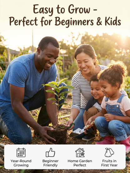 USDA-Certified Black Diamond Wax Apple Seedlings🌱 | 0 Fat, Low Calorie, Must-Have High-Yield Fruit Tree for Your Garden🏡 | 98% Germination Rate, 30-Day Survival Guarantee✅