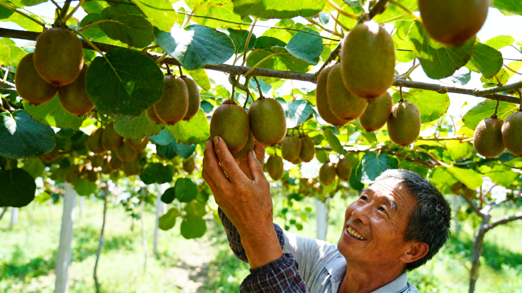 Novozélandské organické sazenice kiwi
