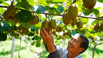 Novozélandské organické sazenice kiwi
