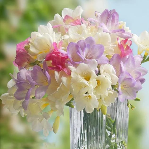 【Pokročilé ingredience vůní】Intenzivní vonné cibulky frézie