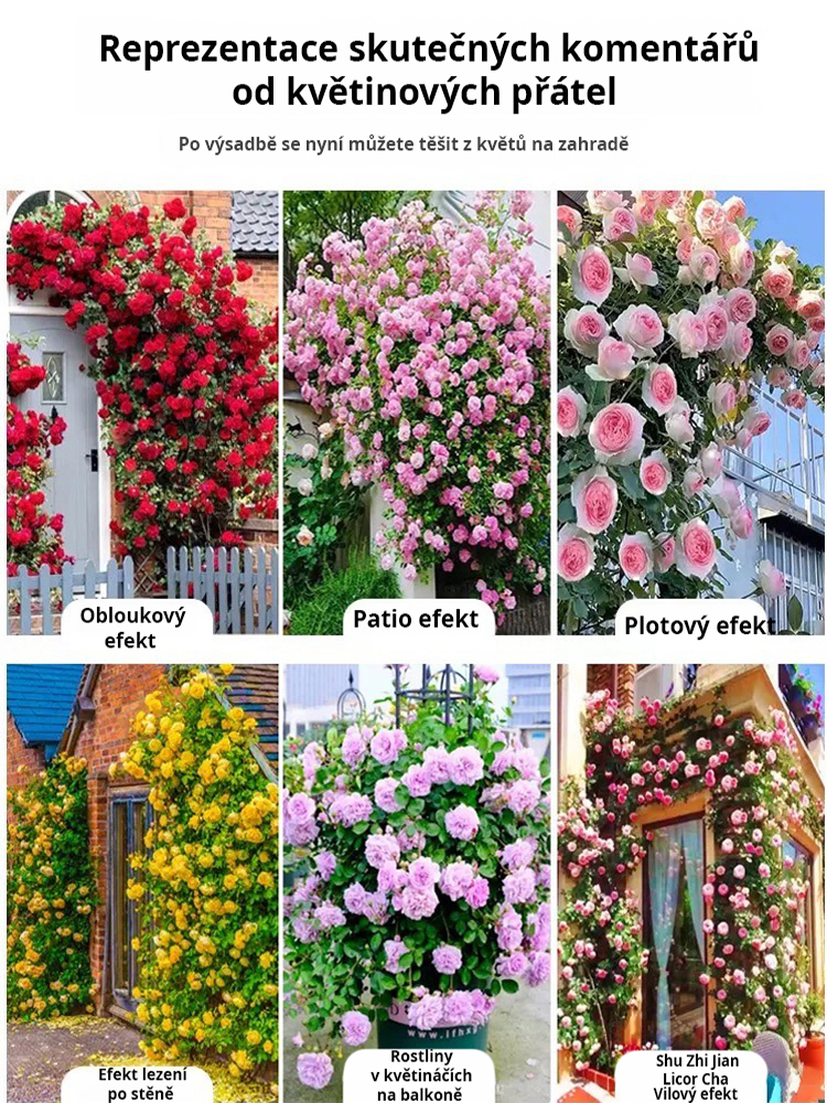 【Celoroční kvetení】Semena květu růže plazivé