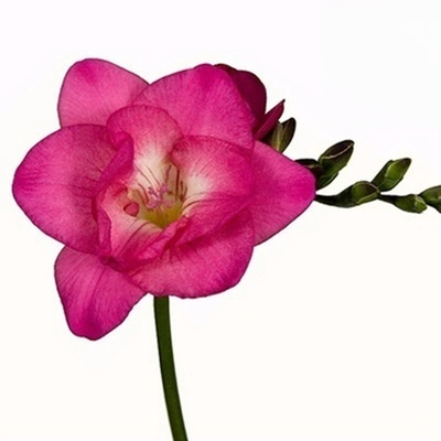 【Pokročilé ingredience vůní】Intenzivní vonné cibulky frézie