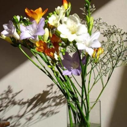 【Pokročilé ingredience vůní】Intenzivní vonné cibulky frézie