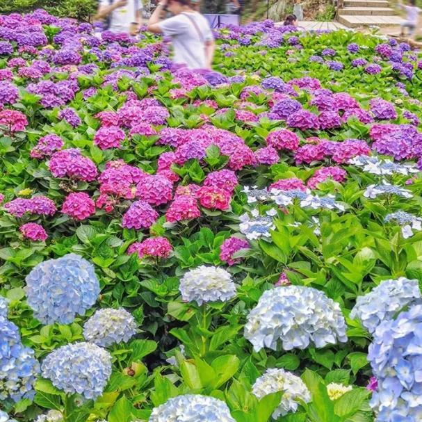 Hortenzie semena kvetou po celý rok.