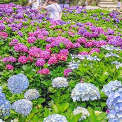 Hortenzie semena kvetou po celý rok.