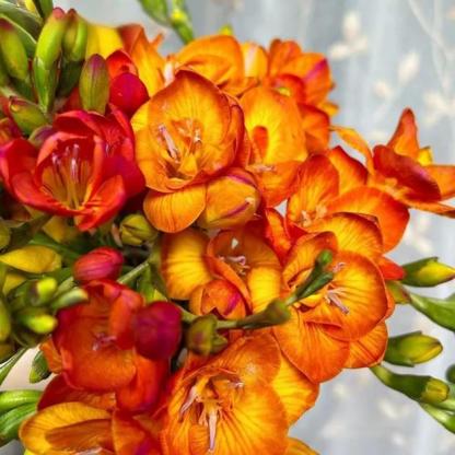 【Pokročilé ingredience vůní】Intenzivní vonné cibulky frézie