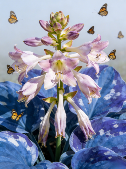 Semena vzácného pestrolistého hosty