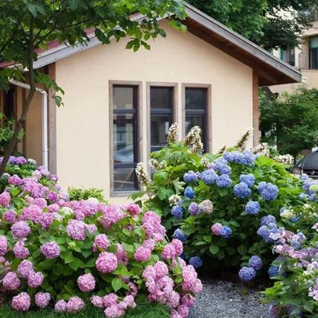 Hortenzie semena kvetou po celý rok.