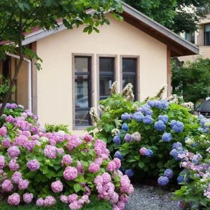 Hortenzie semena kvetou po celý rok.