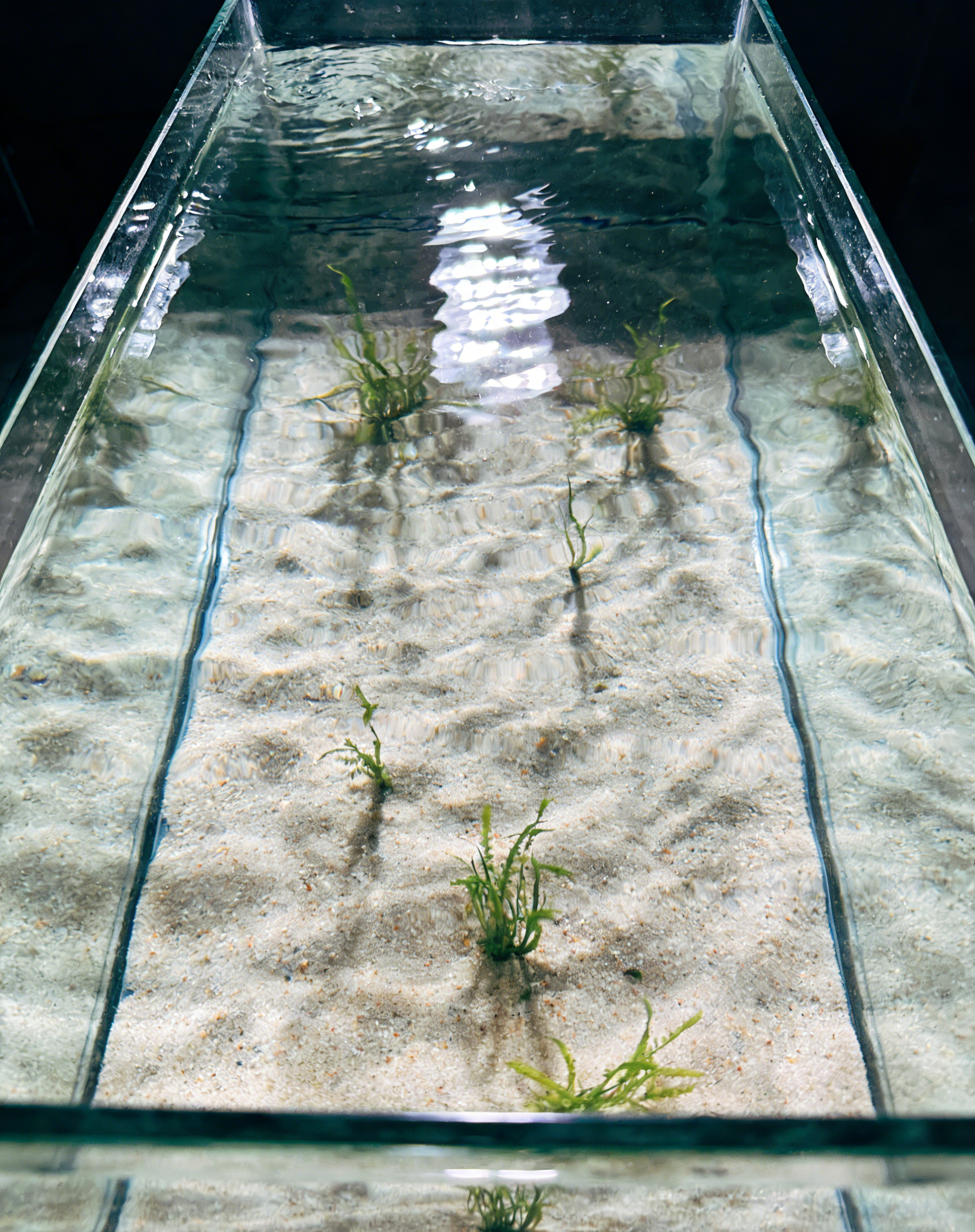 【Jeden sáček na deset akrů】Neškodí rybám a krevety, prostředek na čištění vody pro chov vodních živo