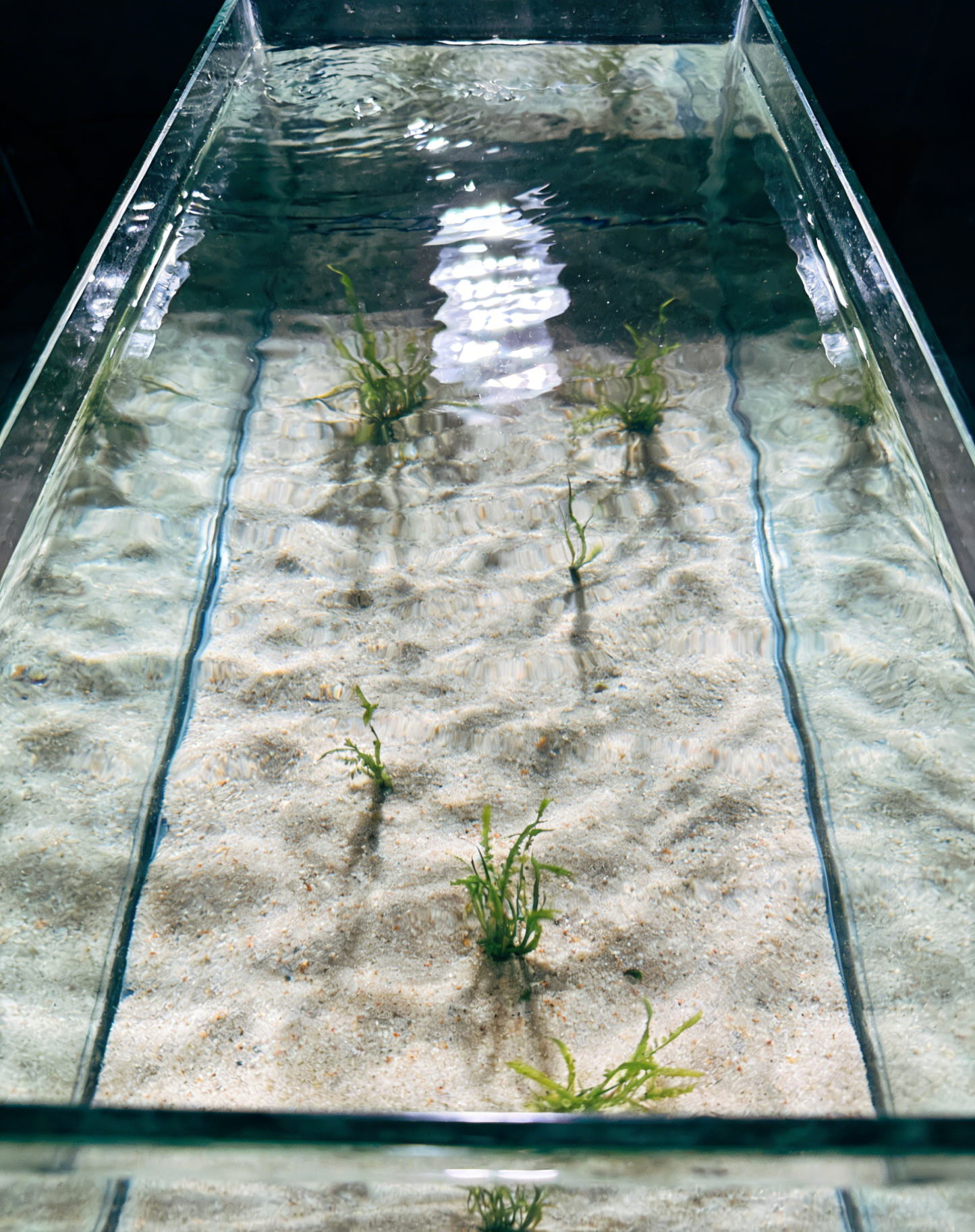 【Jeden sáček na deset akrů】Neškodí rybám a krevety, prostředek na čištění vody pro chov vodních živo