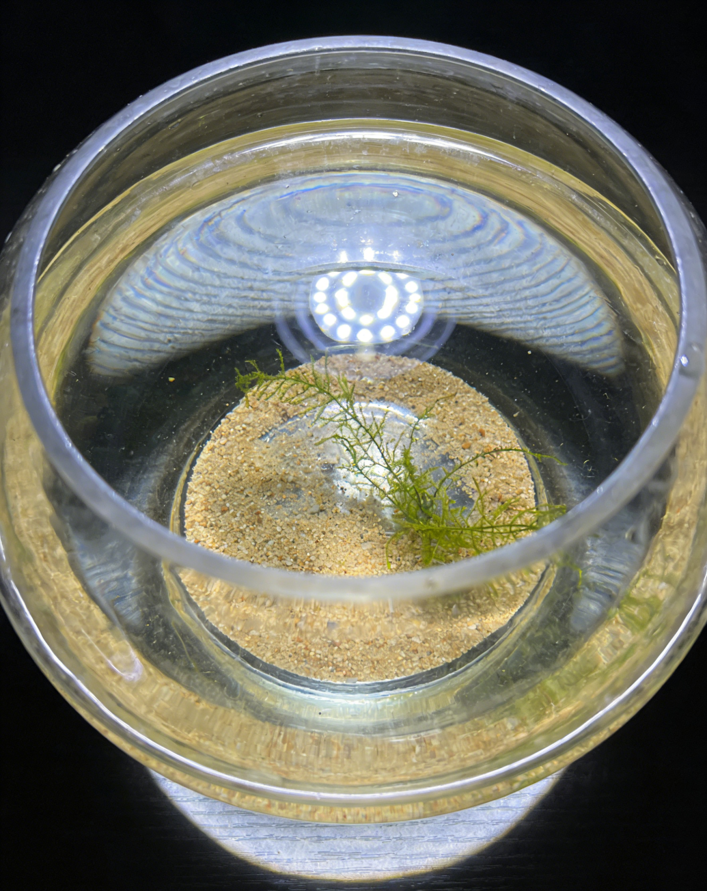 【Jeden sáček na deset akrů】Neškodí rybám a krevety, prostředek na čištění vody pro chov vodních živo