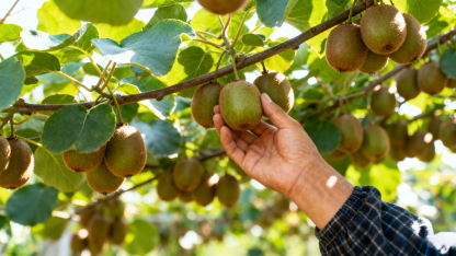 Novozélandské organické sazenice kiwi