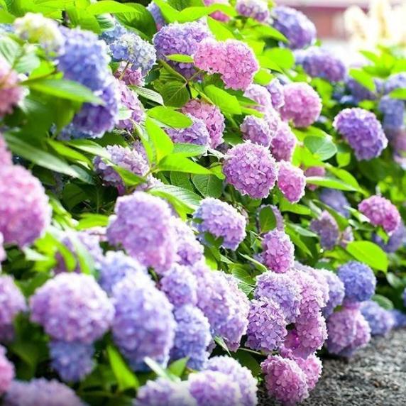 Hortenzie semena kvetou po celý rok.