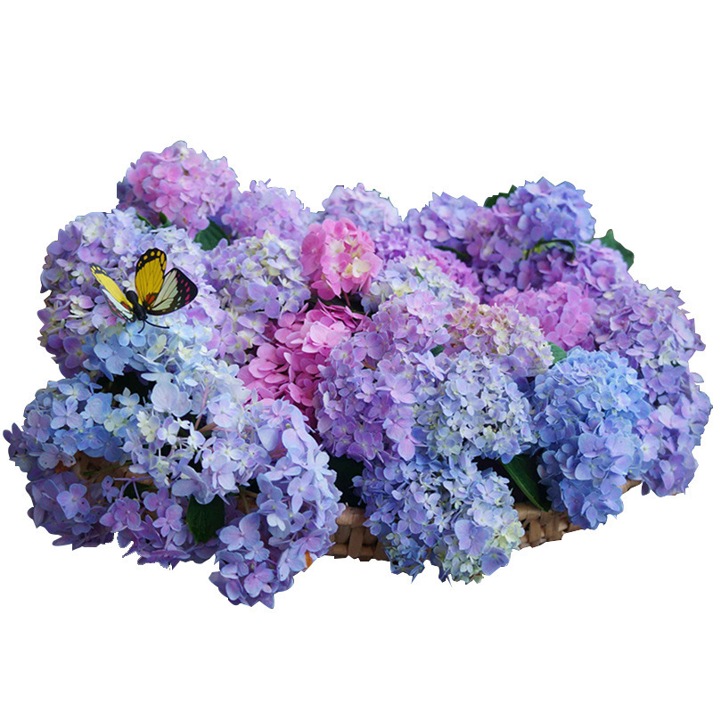 Hortenzie semena kvetou po celý rok.