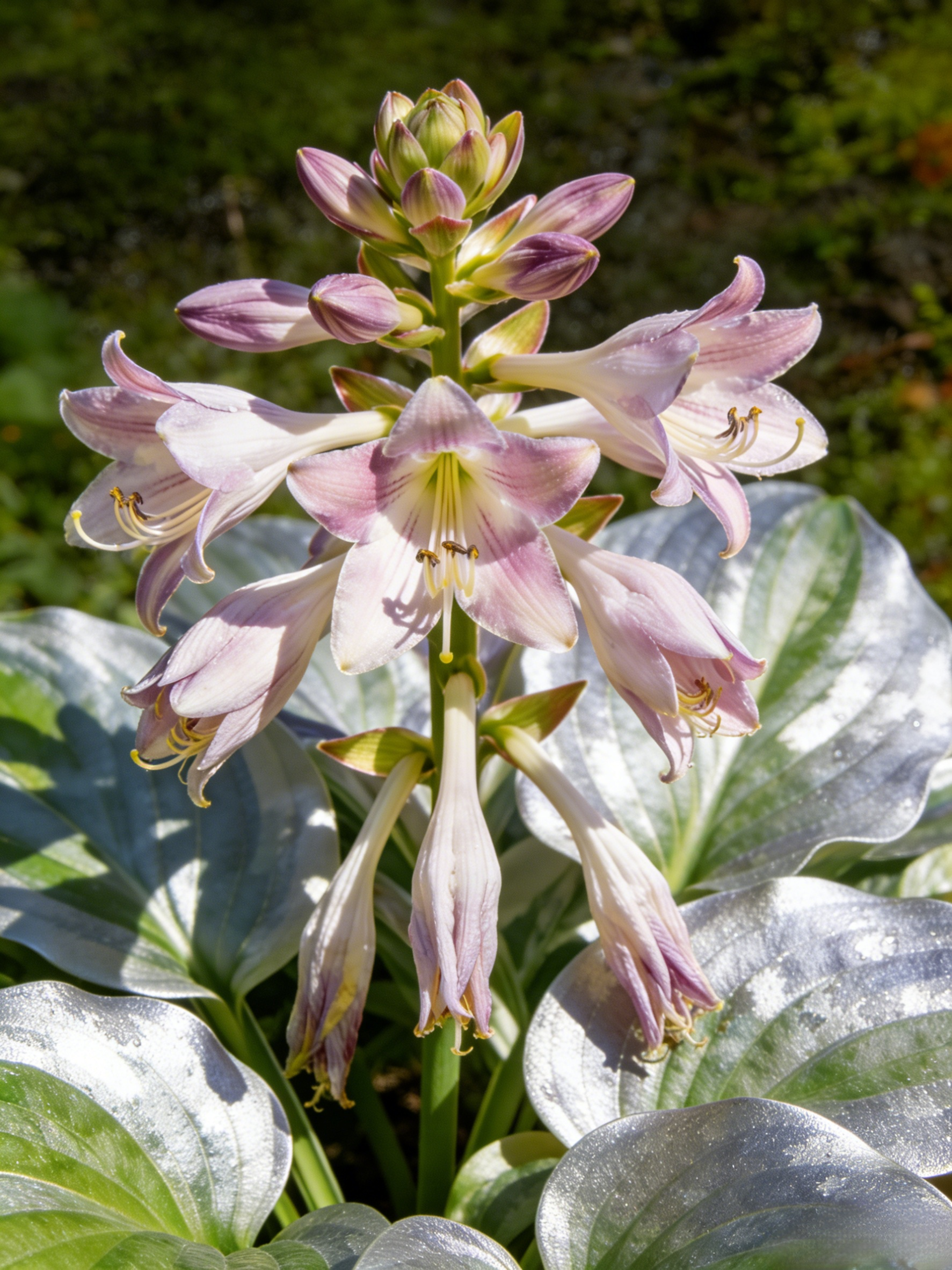 Semena vzácného pestrolistého hosty