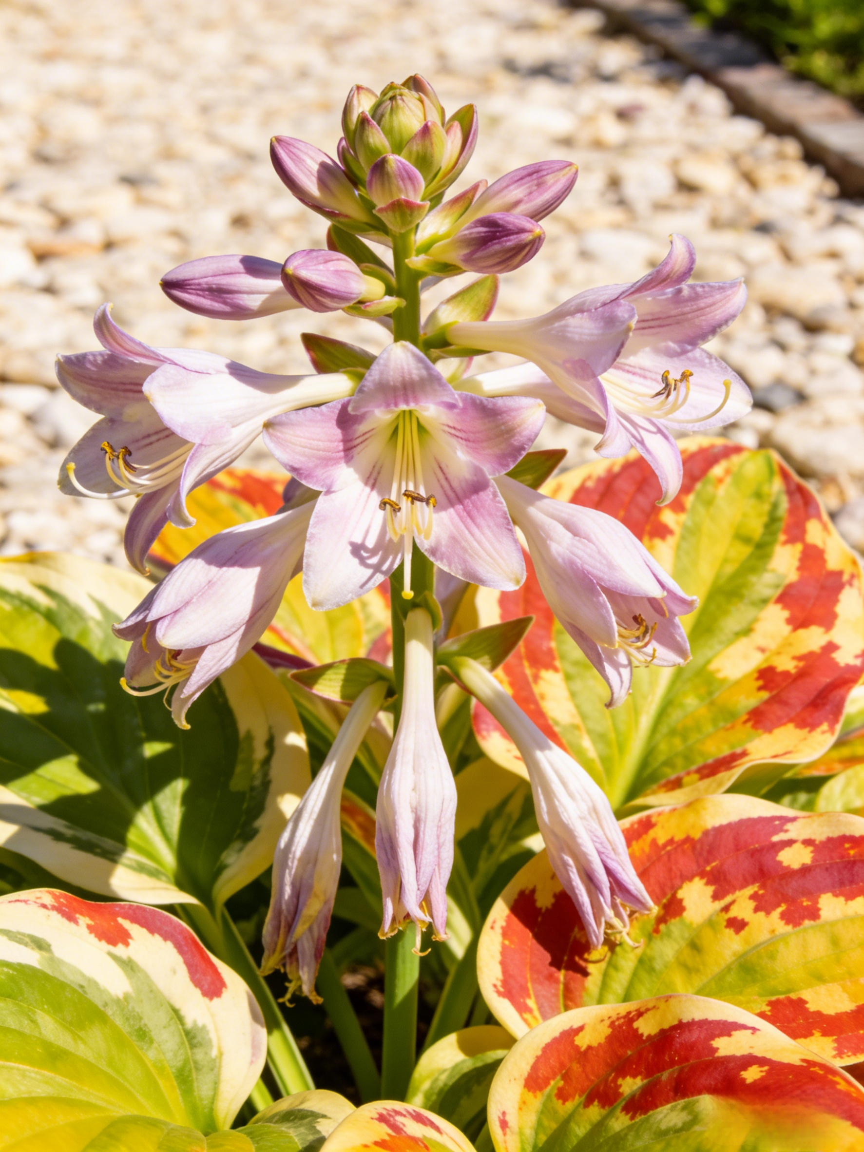 Semena vzácného pestrolistého hosty