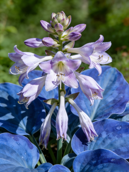 Semena vzácného pestrolistého hosty