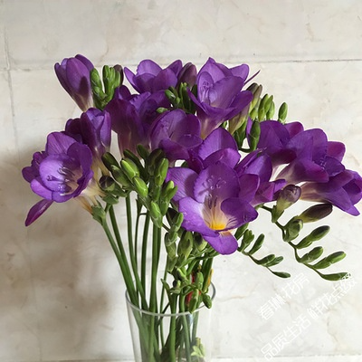 【Pokročilé ingredience vůní】Intenzivní vonné cibulky frézie