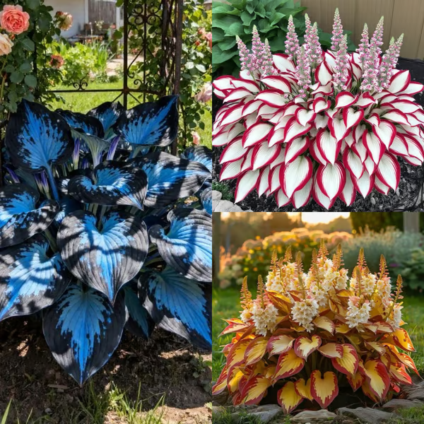 🌟Spring & Winter Growing🍃Premium Rare Hosta Seeds🌿Perfect For Cut Flowers【98% Germination Rate】