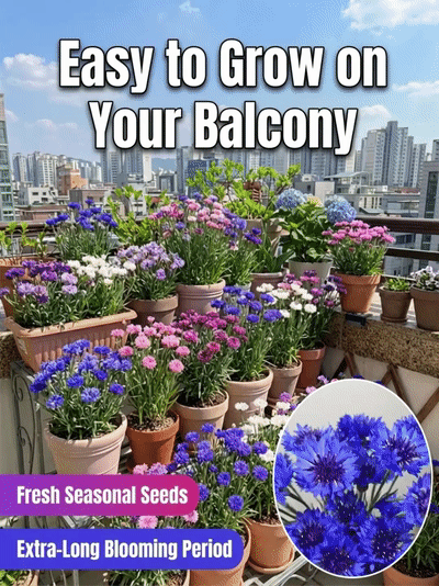 Mixed Color Cornflower Seeds – Bright & Easy to Grow