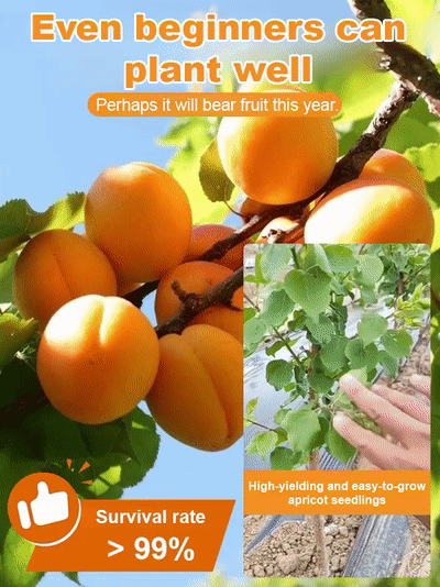 🌱🇯🇵Japanese Imported Emperor Apricot Tree Seedlings 【Limited Time Offer Half Price】✨