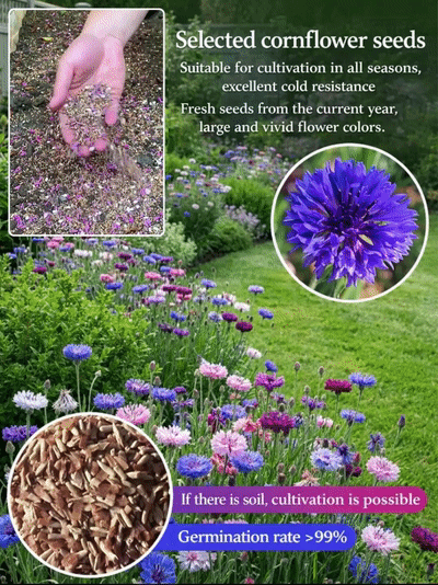 Mixed Color Cornflower Seeds – Bright & Easy to Grow