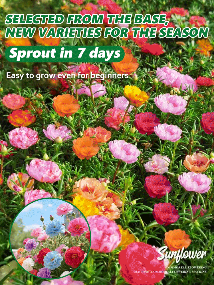 [Heat-resistant and cold-resistant] Multi-colored double-petaled sunflower old pile