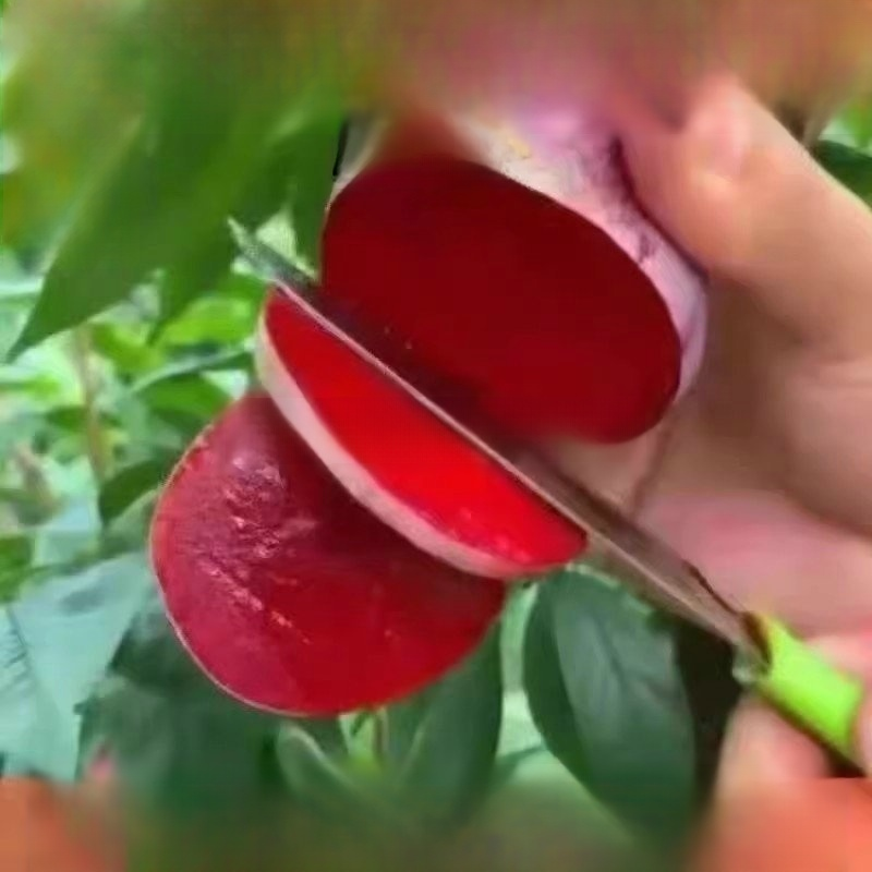 [Money-back guarantee if the tree doesn't survive] Australian seedless rock sugar red plum seedlings