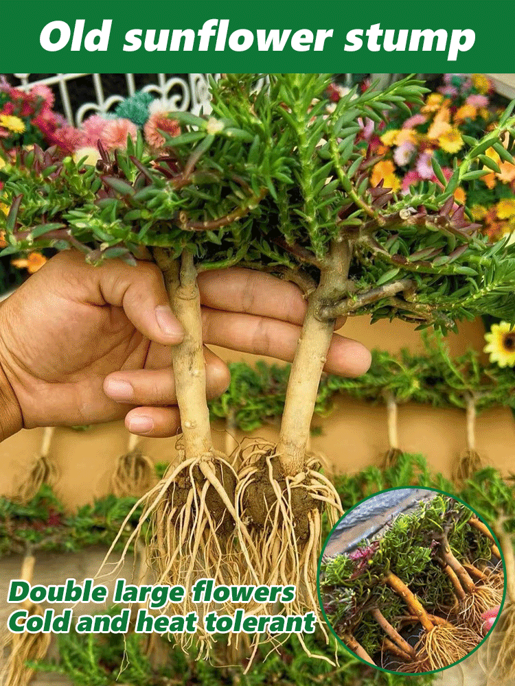 [Heat-resistant and cold-resistant] Multi-colored double-petaled sunflower old pile